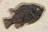 Green River Fossil Fish Mural with Phareodus #295657-6